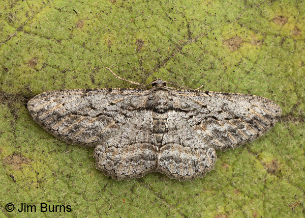 Mountain Mahogany Looper Moth
