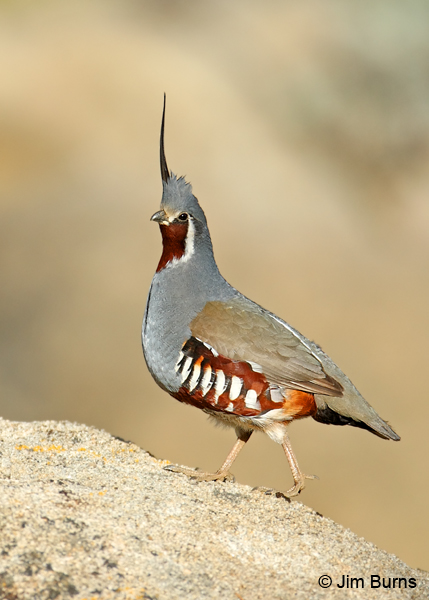 Mountain Quail male