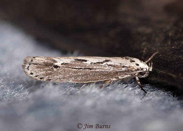Mountain-mahogany Moth, Arizona--5950