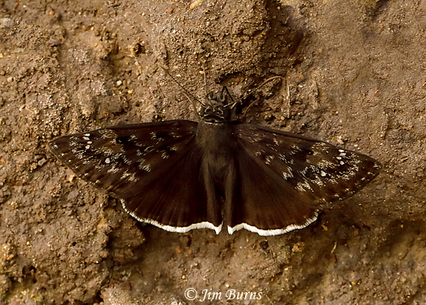 Mournful Duskywing male, Arizona--4519
