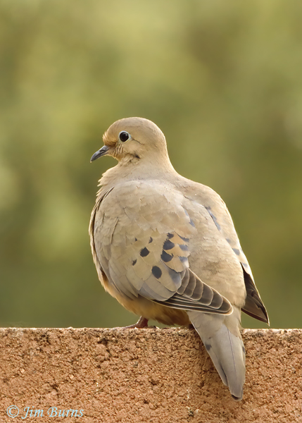 Mourning Dove dorsal view--2831