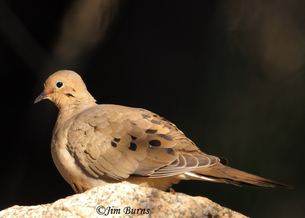 Mourning Dove portrait--9082