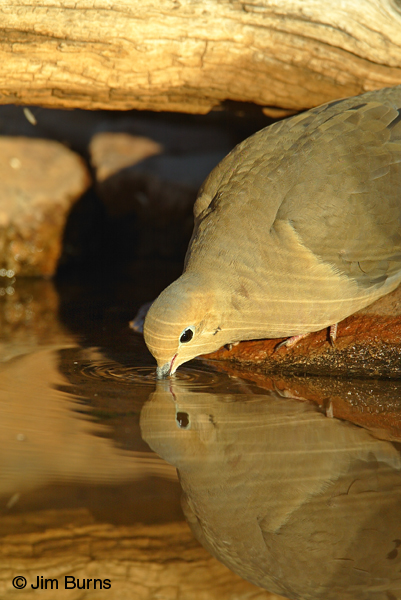Mourning Dove drinking