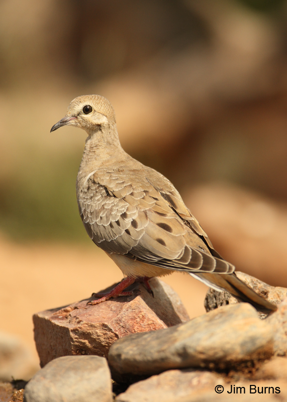 Mourning Dove juvenile