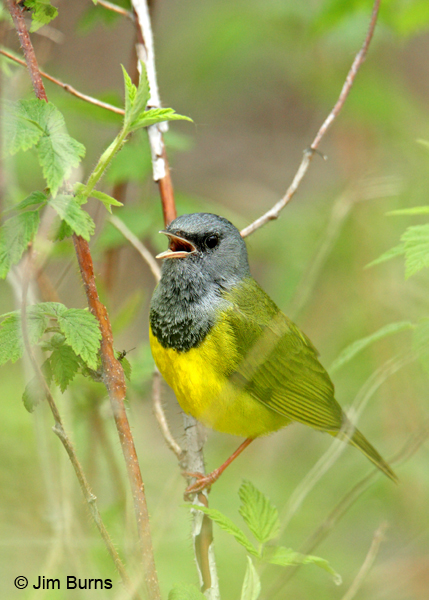 Mourning Warbler male singing #2