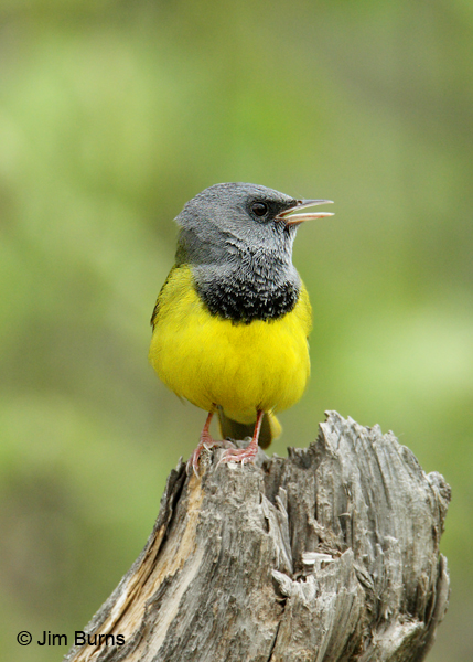 Mourning Warbler male singing