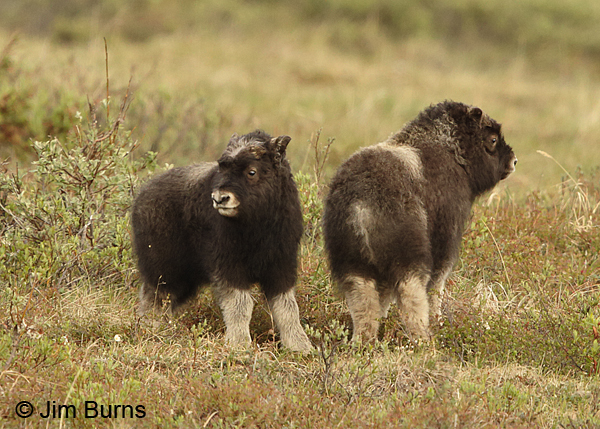 Musk Ox calves
