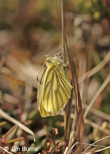 Mustard White newly emergent, Alaska
