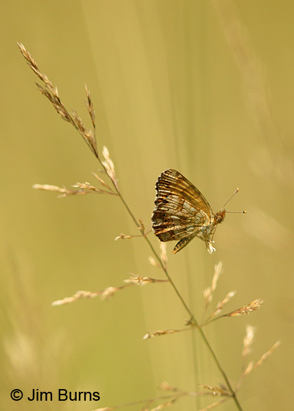 Mylitta Crescent on grass, Oregon
