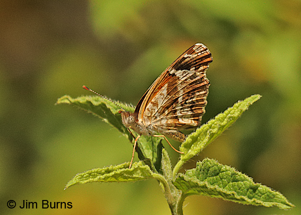 Mylitta Crescent underwing, Arizona
