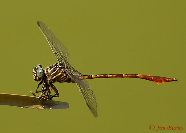 Narrow-striped Forceptail male, Pima Co., AZ, August 2019--5153