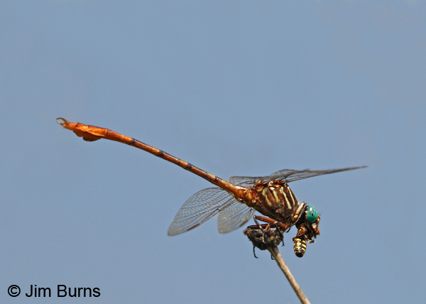 Narrow-striped Forceptail male, Hidalgo Co., TX, October 2013