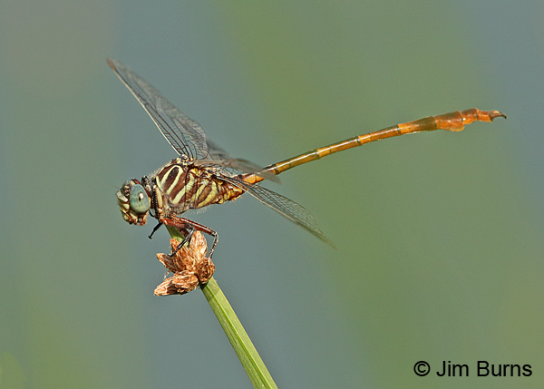 Narrow-striped Forceptail male, Pinal Co., AZ, July 2014