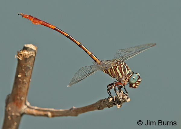 Narrow-striped Forceptail male obelisking, Pinal Co., AZ, July 2014
