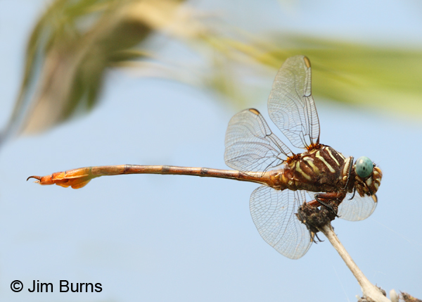 Narrow-striped Forceptail male, Hidalgo Co., TX, October 2013