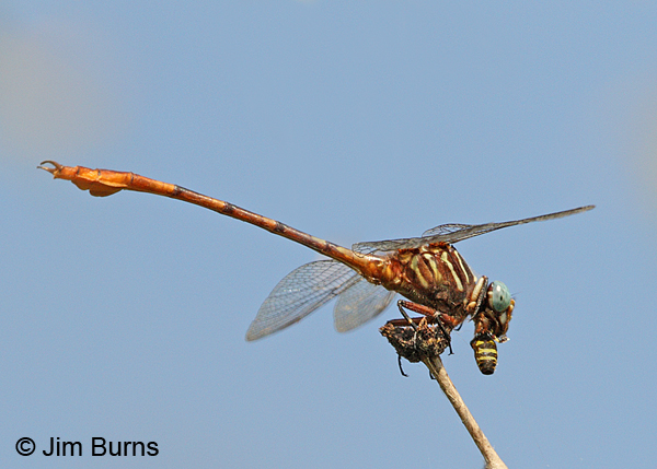 Narrow-striped Forceptail with bee, Hidalgo Co., TX, October 2013