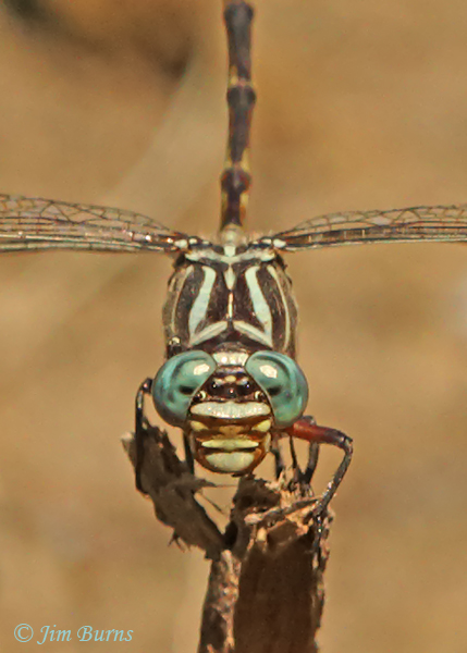 Narrow-striped Forceptail face shot, Hidalgo Co., TX, October 2014
