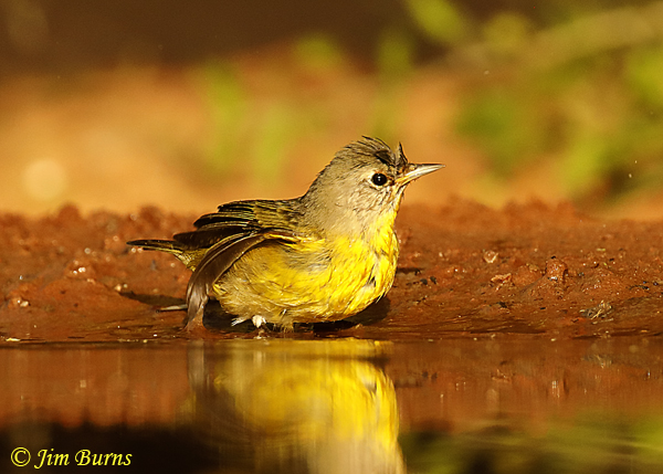 Nashville Warbling bathing #2--2301