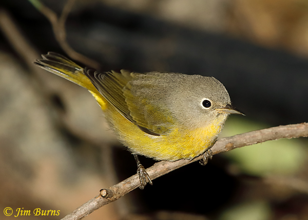 Nashville Warbler 2--5763