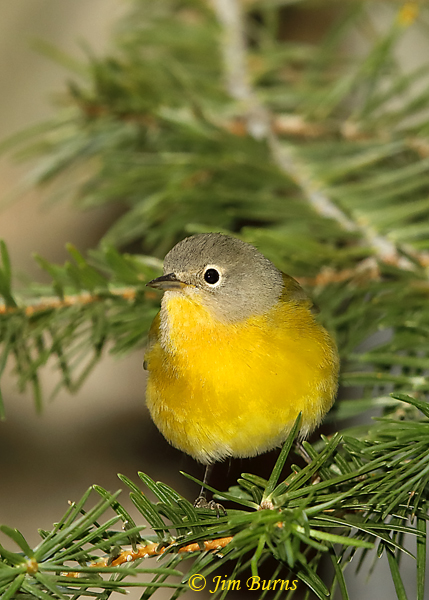 Nashville Warbler eye ring--5809