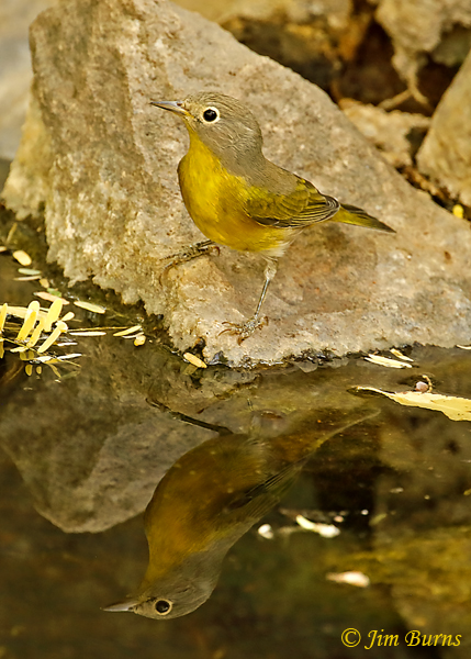 Nashville Warbler reflections--7482