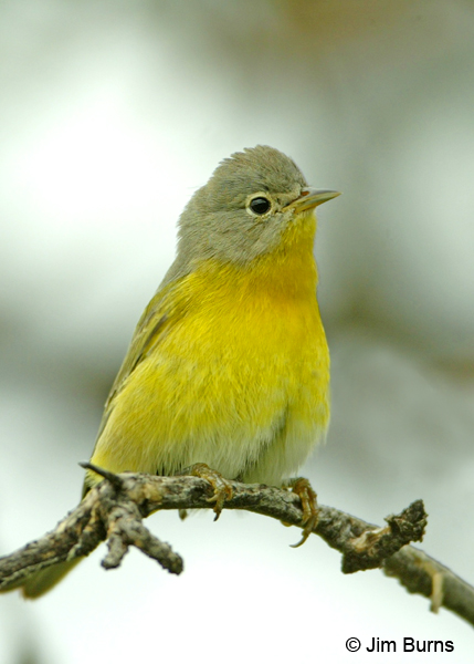 Nashville Warbler first fall male