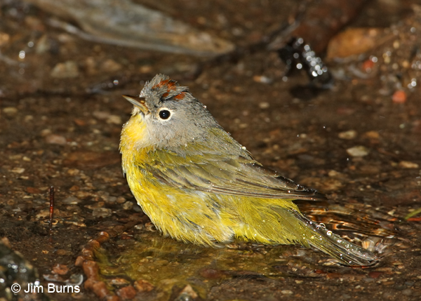 Nashville Warbler showing chestnut crown patch