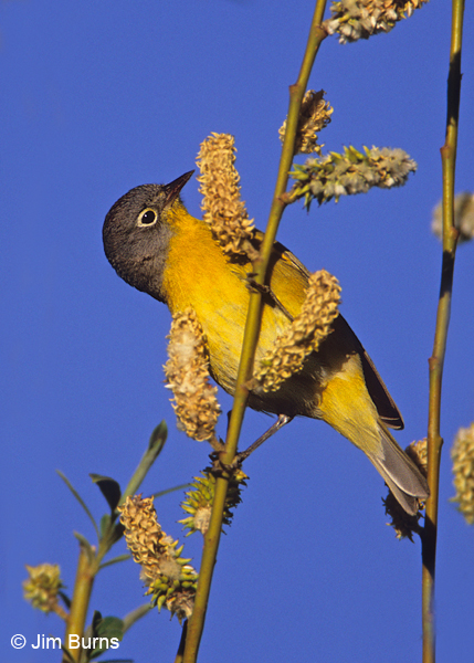 Nashville Warbler