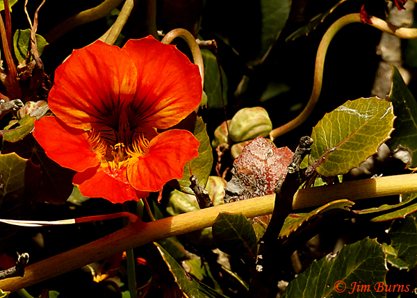 Nasturtium, California--5354