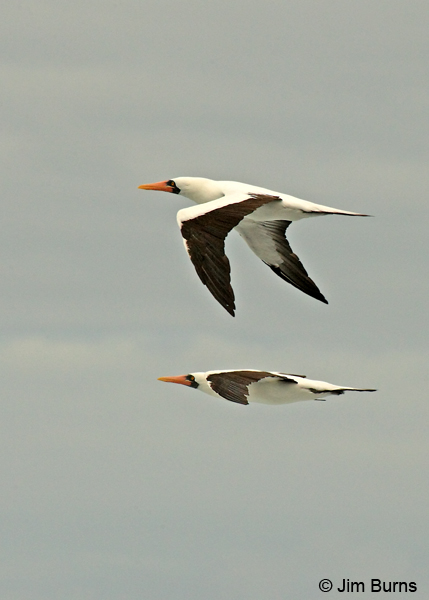 Nazca Boobies in flight