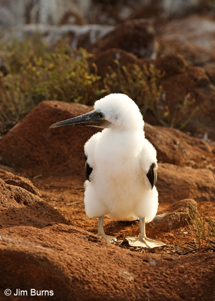 Nazca Booby chick