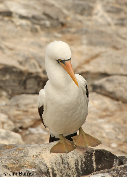 Nazca Booby dancing