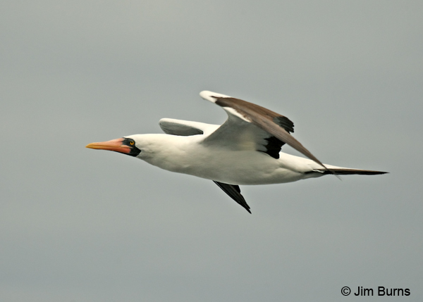 Nazca Booby in flight