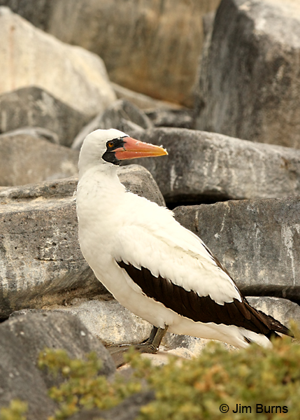Nazca Booby