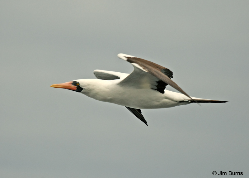 Nazca Booby in flight