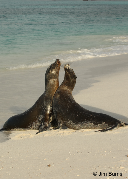 Negotiations with the beachmaster