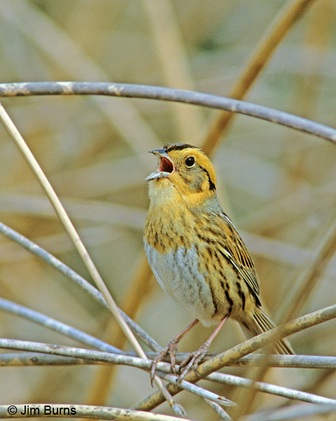 Nelson's Sparrow singing close-up
