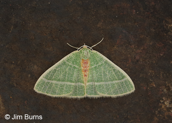 Nemoria arizonaria summer form, Arizona