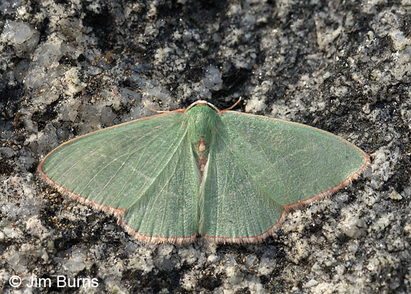 Nemoria festaria on stone, Pinal Peak, Arizona