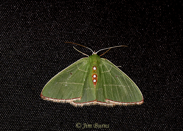 Nemoria zelotes, Arizona--1381