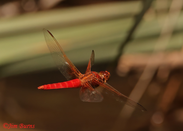 Neon Skimmer male in flight, Maricopa Co., AZ, October 2022--3903