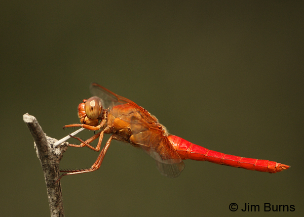 Neon Skimmer male, Cochise Co., AZ, July 2012