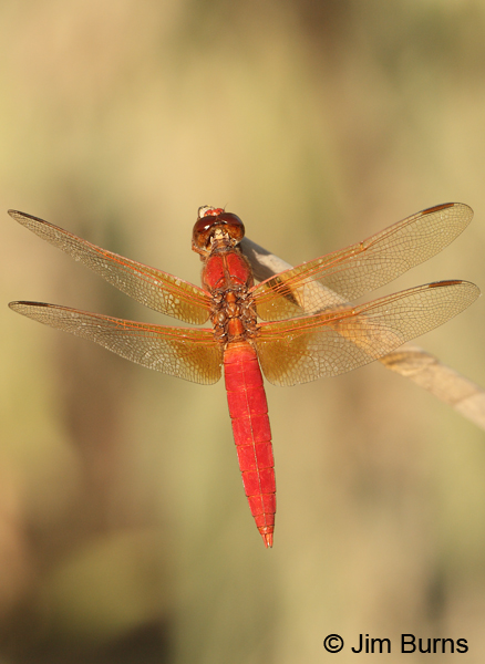 Neon Skimmer male dorsal view, Cochise Co., AZ, July 2012