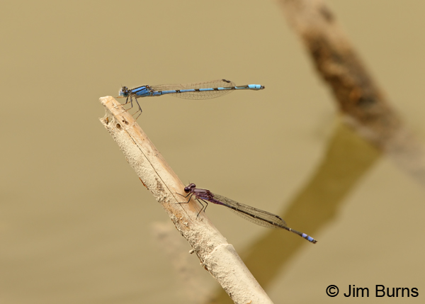 Neotropical Bluet (bottom) with Familiar Bluet, males, Hidalgo Co., TX, March 2013