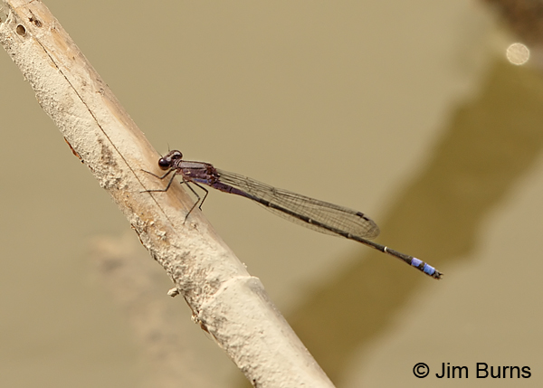 Neotropical Bluet male, Hidalgo Co., TX, March 2013
