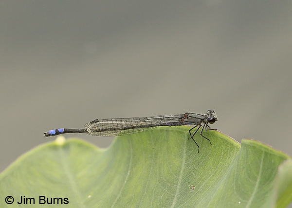 Neotropical Bluet male, Travis Co., TX, May 2013