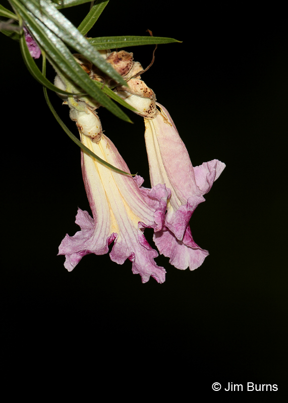 New Mexico Locust, Arizona