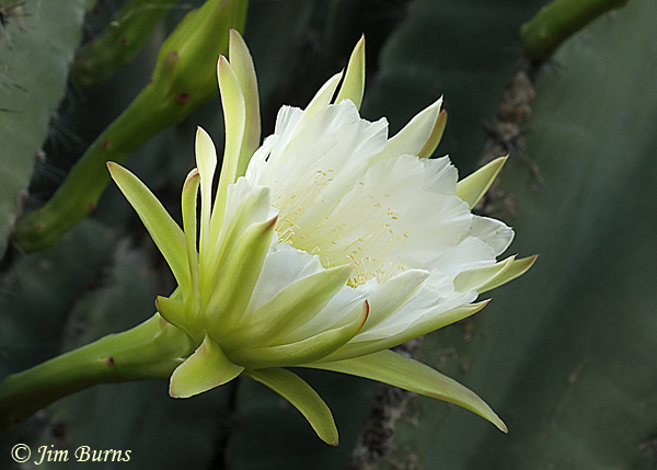 Night Blooming Cereus, Arizona--5829