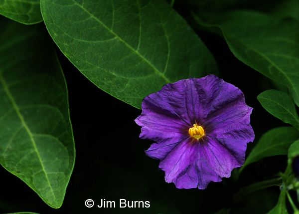 Nightshade, Arizona