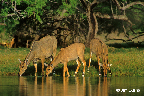Nilgai drinking at sunset